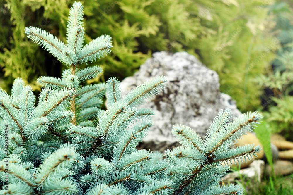 Blue spruce tree in the garden composition with stone