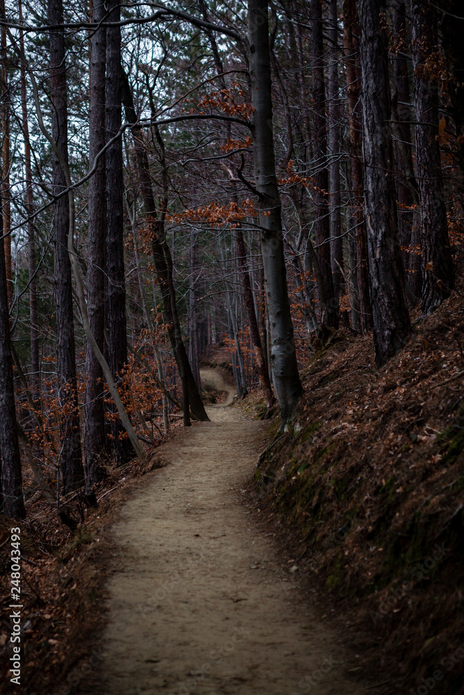 Forest path through the trees with fog Forest path through the trees with fog