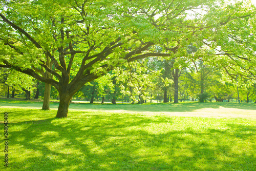 shade of park tree