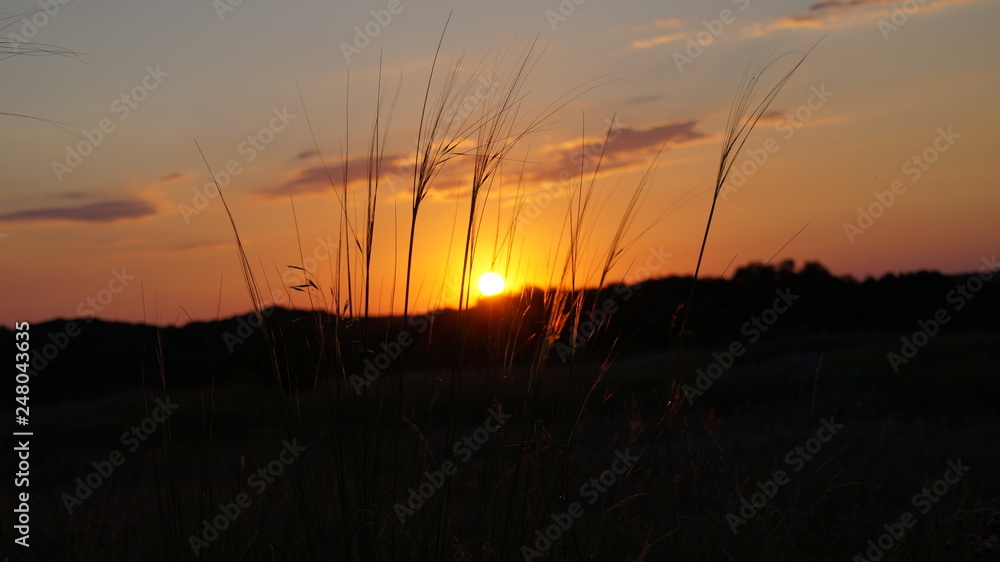 Fototapeta premium sunset on field