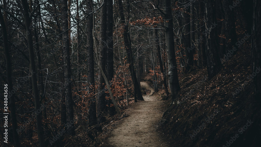 Fototapeta premium Forest path through the trees with fog