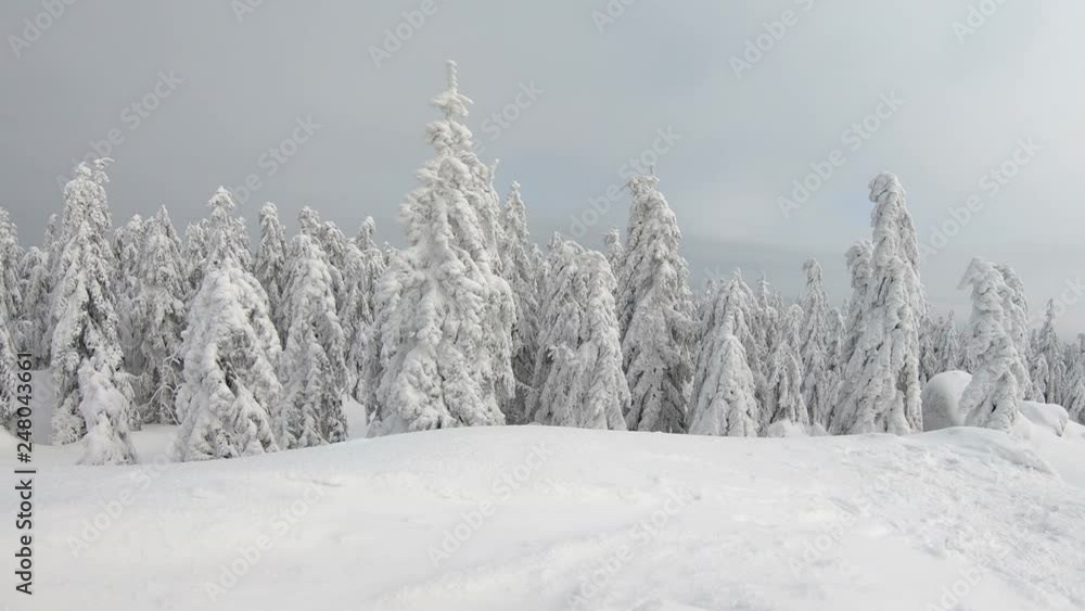 Winterwald, Schneebedeckte Bergfichten, Fichtelgebirge Winterwald, Schneebedeckte Bergfichten, Fichtelgebirge