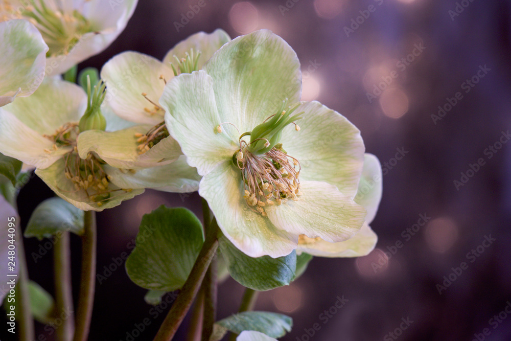 Close up of white flower head with pollen, Helloborus, Christmas rose Close up of white flower head with pollen, Helloborus, Christmas rose