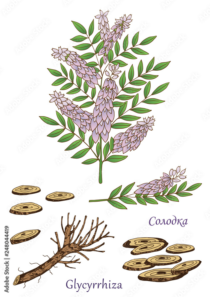 Herbs, spices and seasonings collection. Vector hand drawn illustration