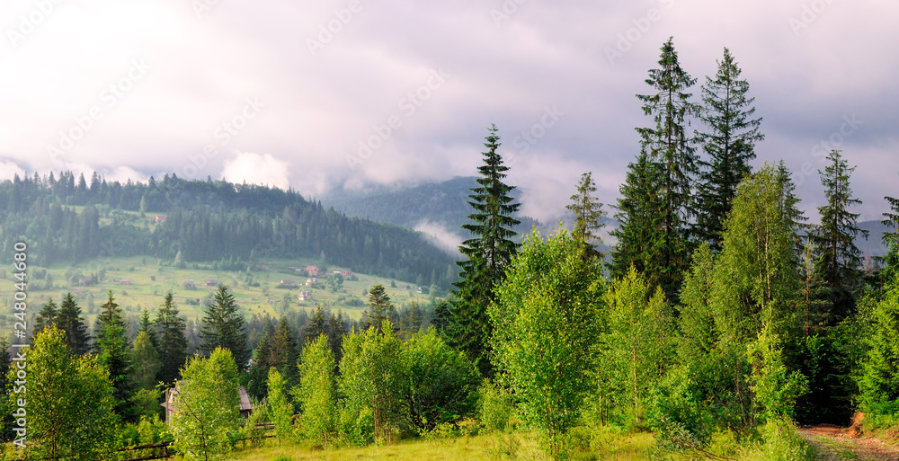 Slopes of mountains, coniferous trees and clouds in the evening sky. Wide photo