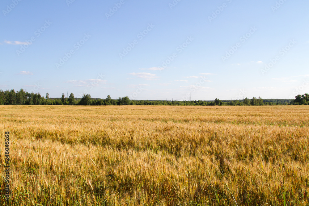 Field of ripe rye