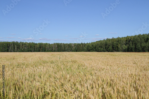 Field of ripe rye