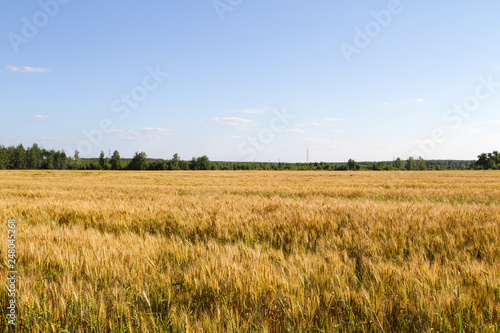 Field of ripe rye