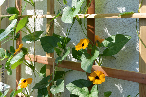 Flowering Thunbergia on wooden trellis near the wall on the balcony. Black-eyed Susan vine plant with orange flowers in sunny summer day.