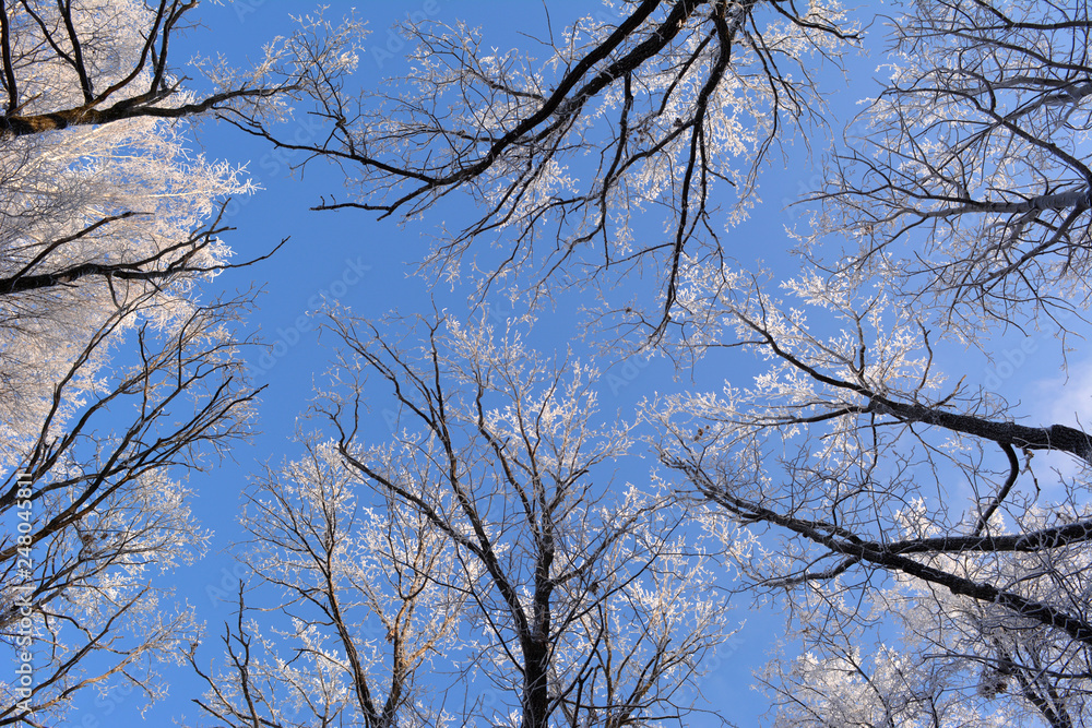 Cold winter day in forest. Trees covered with hoarfrost. Cold winter day in forest. Trees covered with hoarfrost.