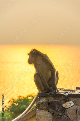 Monkey with sunshine  in the evening. photo