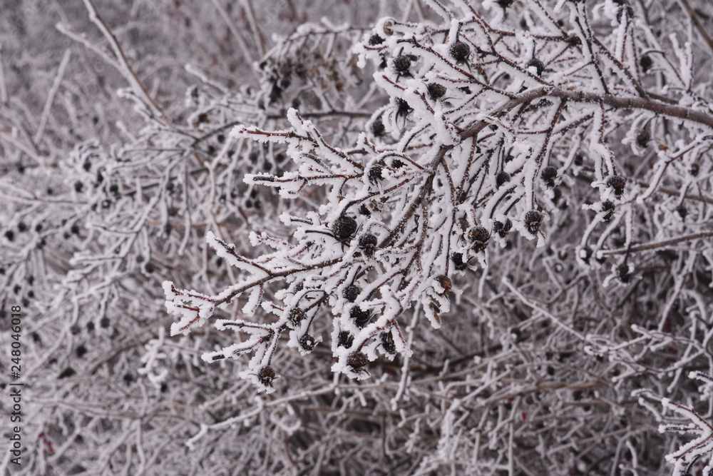 Dog rose bush in winter day. Berries and branches are covered with snow. Dog rose bush in winter day. Berries and branches are covered with snow.