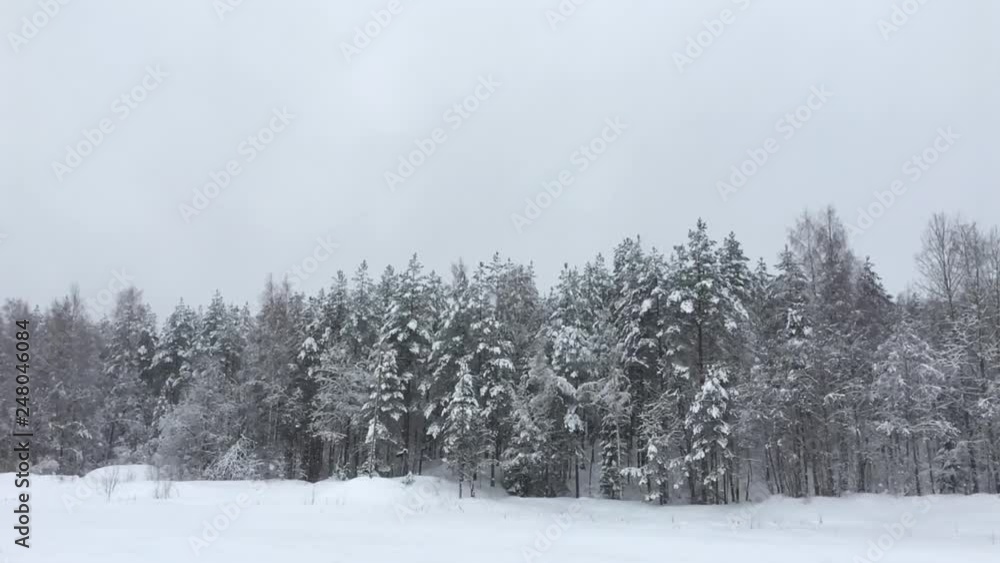 Forest under snow. Wild nature landscape in winter in snowfall. Forest under snow. Wild nature landscape in winter in snowfall.