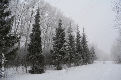 Snowy alley with frosted spruces and poplars. Winter landscape in overcast day.