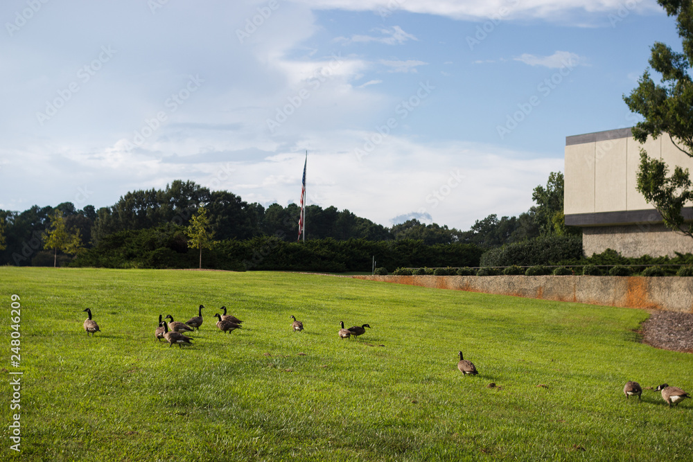 On a lawn in the park, wild geese walk on a summer day. Summer lawn and clear blue sky. Landscaping. Park Milliken Arboretum, Spartanburg, South Carolina, USA On a lawn in the park, wild geese walk on a summer day. Summer lawn and clear blue sky. Landscaping. Park Milliken Arboretum, Spartanburg, South Carolina, USA