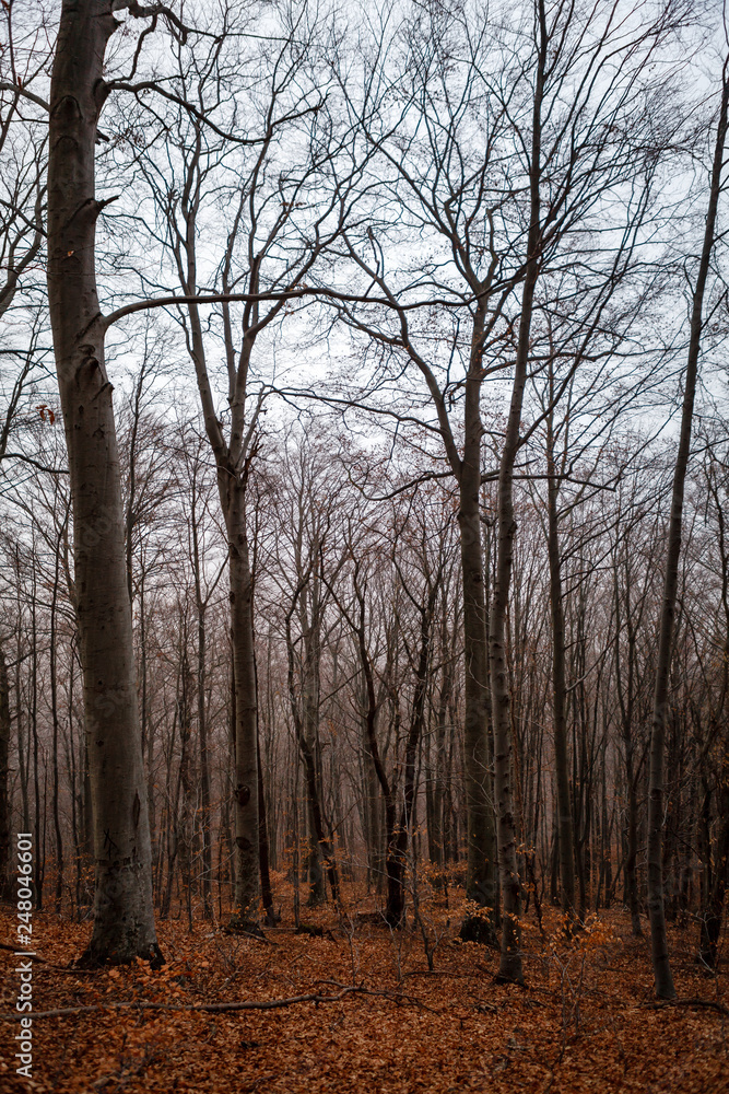 Detail of beautiful trees. Autumn in the forest Detail of beautiful trees. Autumn in the forest