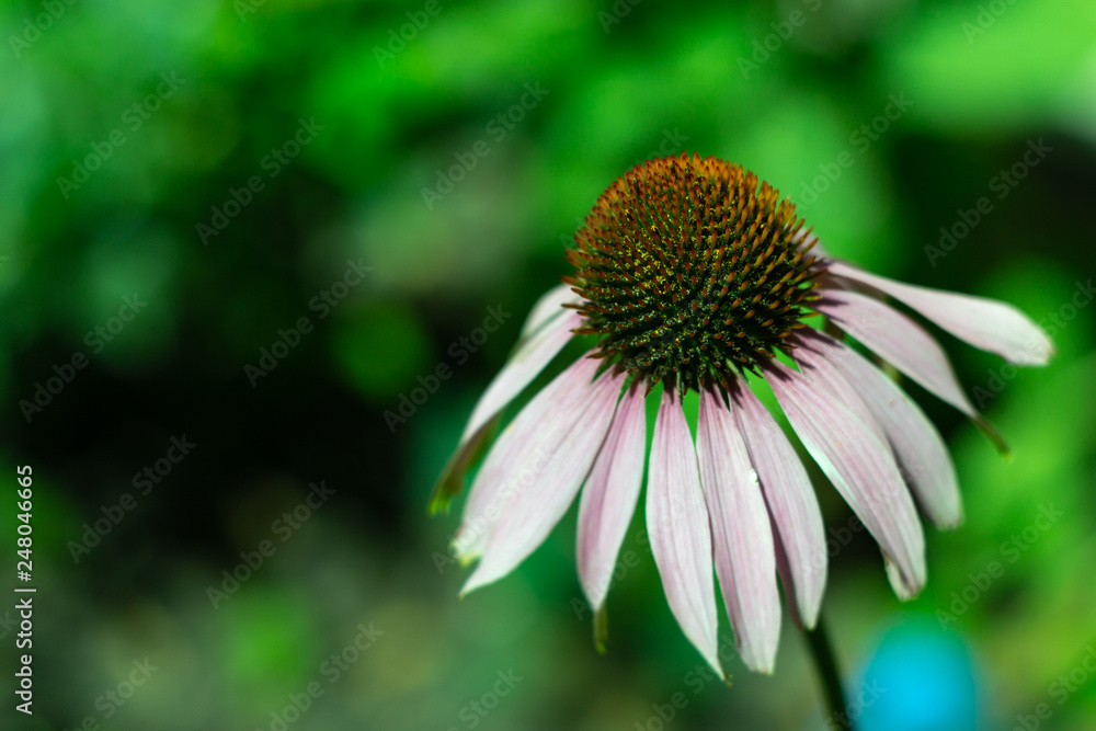 Echinacea flower in the garden Echinacea flower in the garden