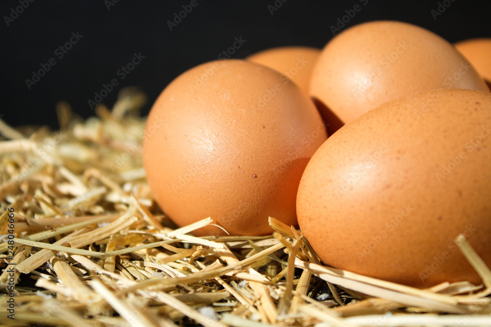 five fresh raw eggs with freckles on the hay on black background five fresh raw eggs with freckles on the hay on black background