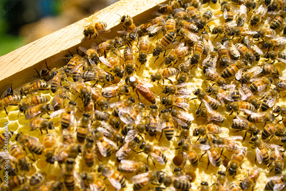 he queen bee surrounded by bees: that support he queen bee surrounded by bees: that support