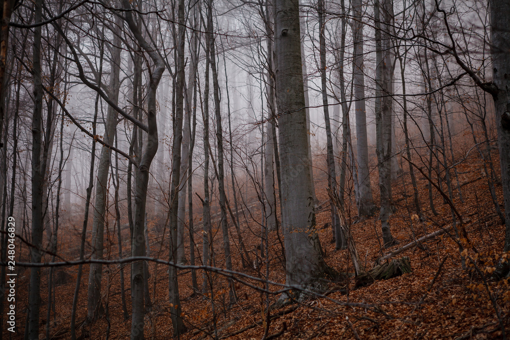 Fototapeta premium Detail of beautiful trees. Autumn in the forest