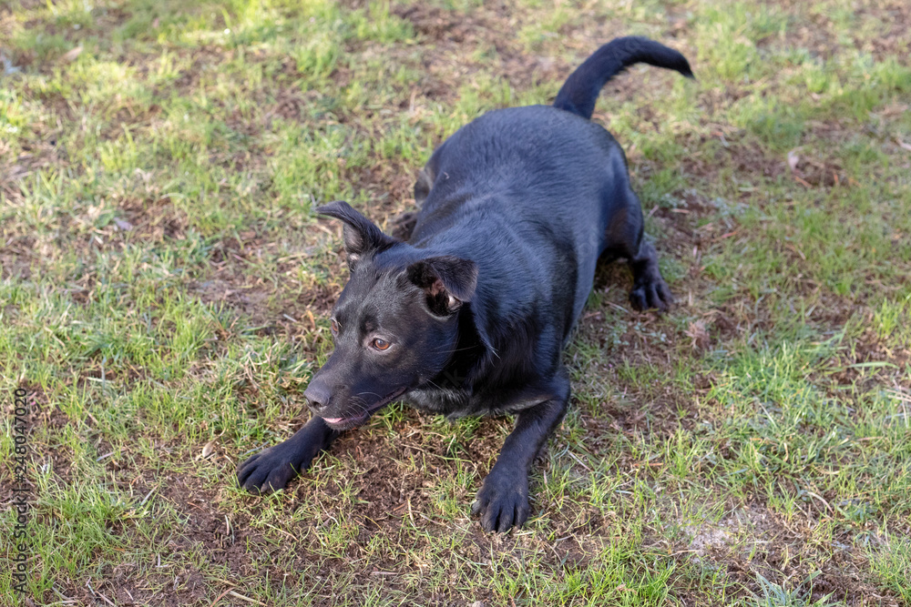 happy little black dog lying on the grass happy little black dog lying on the grass