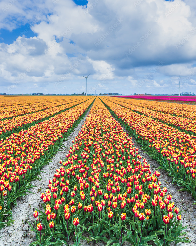 A field of tulips with wind turbines in the background. North Holland The Netherlands Europe