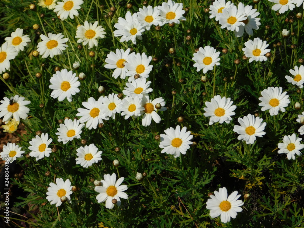 Fototapeta premium Marguerite or Paris daisies, or argyranthemum frutescens, white flowers