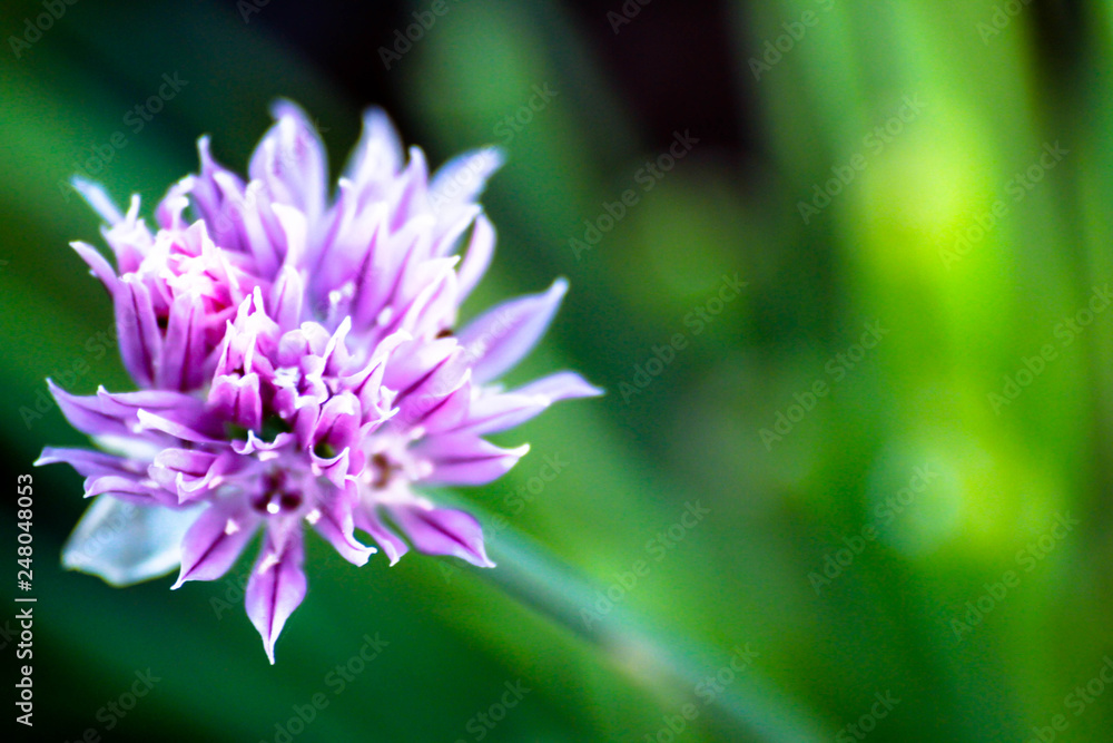 purple lotus flower purple lotus flower