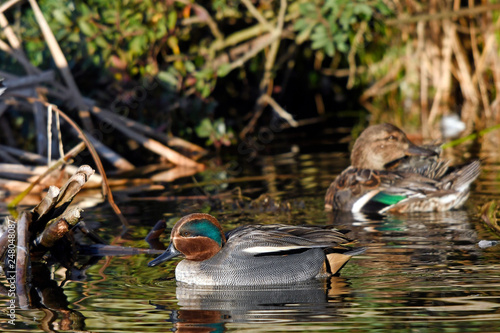 Krickenten (Anas crecca) - Eurasian teals photo