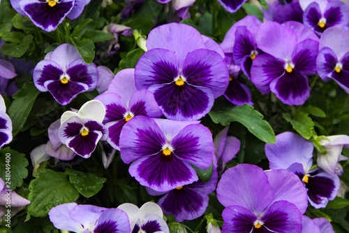 Background of purple pansies