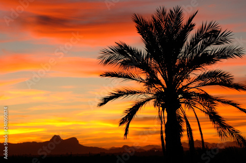 Silhouette of palm at sunset