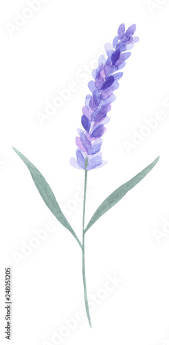 Watercolor lavender 3