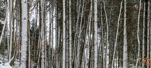 Forest Trees In Winter