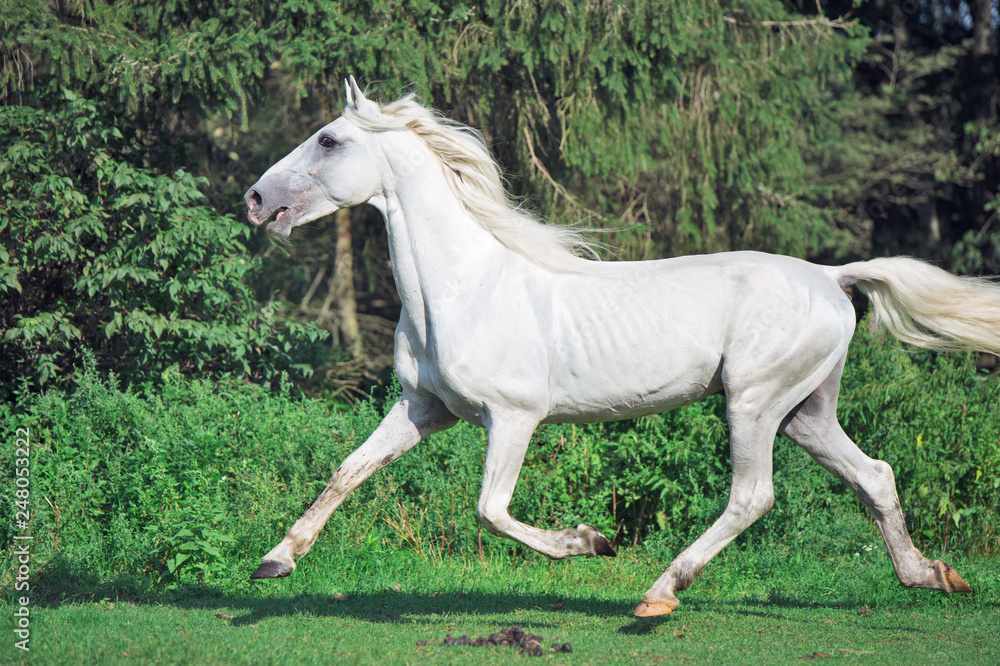 running white beautiful Orlov trotter stallion in paddock. running white beautiful Orlov trotter stallion in paddock.