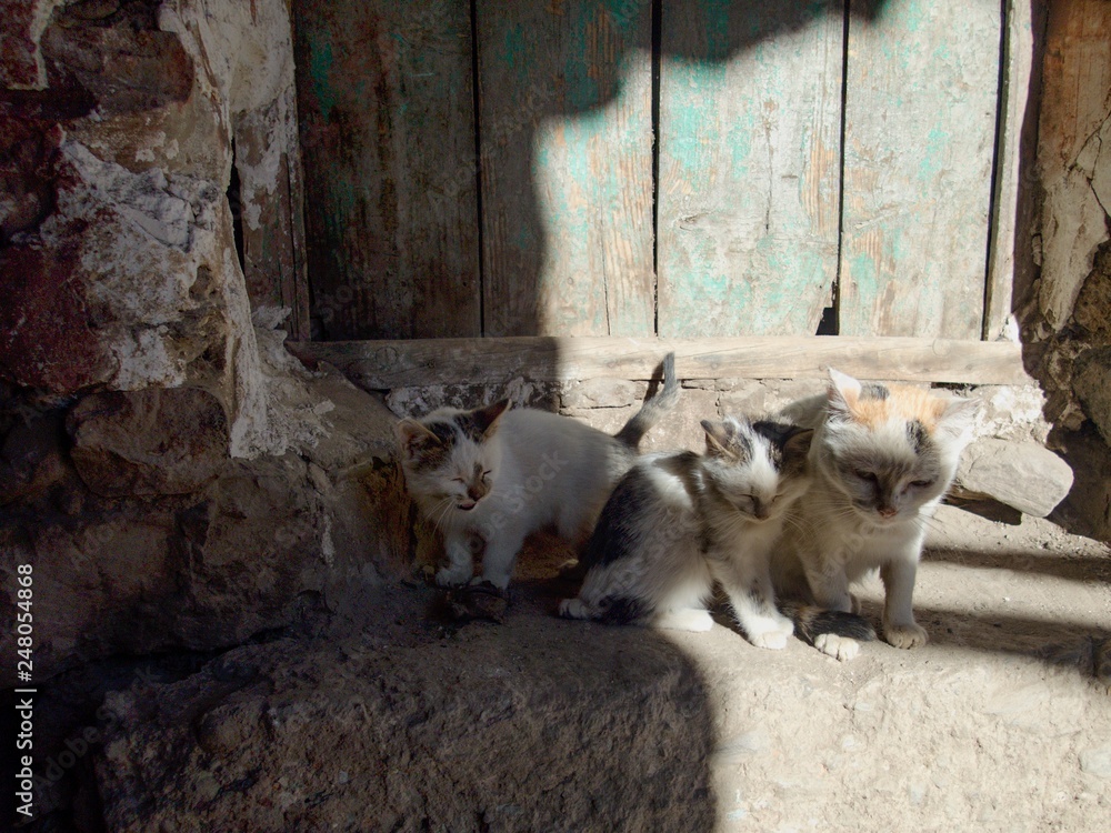 little cat on a street little cat on a street