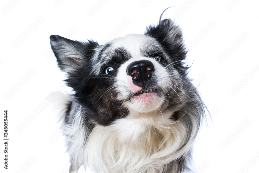 Border collie makes a grimace