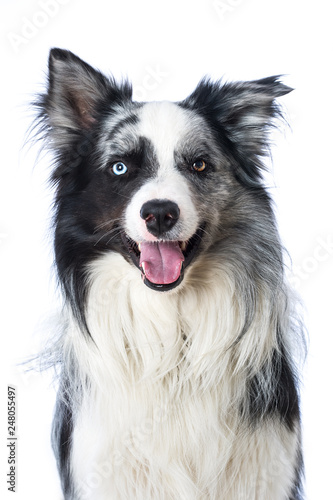 Border collie dog sitting on white background