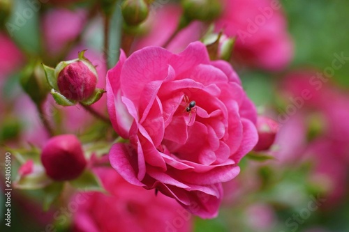 Beautiful roses in the garden  climbers or ramblers