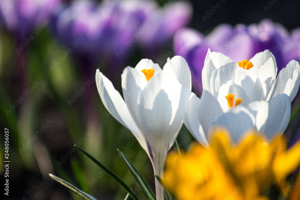 Fototapeta premium crocuses in the garden