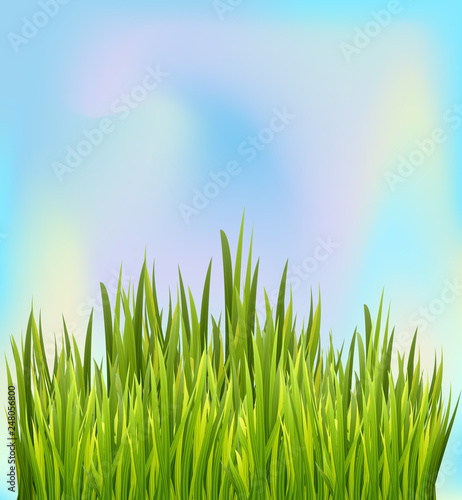 Fresh green grass border with blue sky background. Border decoration element. Vector illustration.