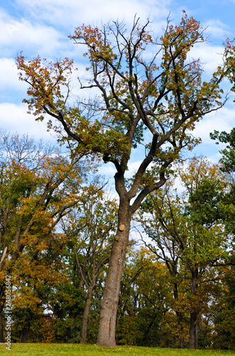 A unusual tree in city park