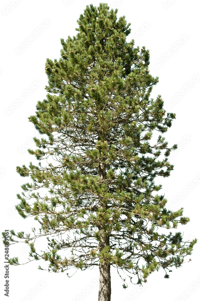 Fototapeta premium pinus nigra - Schwarzkiefer