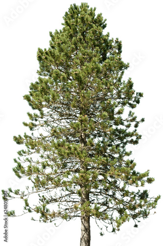 pinus nigra - Schwarzkiefer