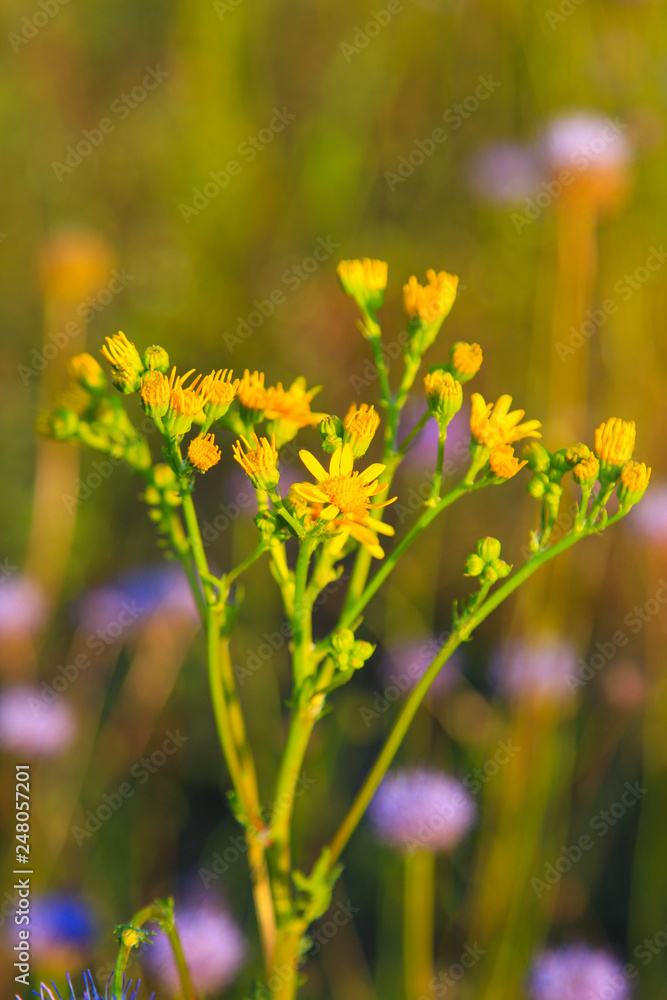 Obraz premium yellow flowers