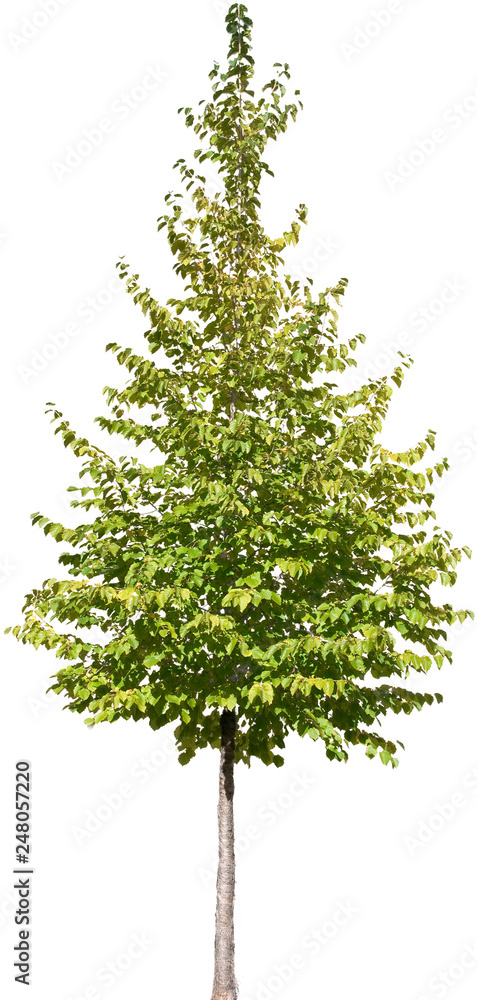 Obraz premium Carpinus betulus - Hainbuche