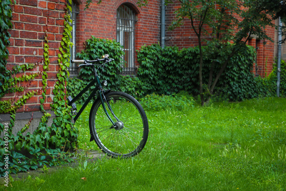 An antique green backyard of the garden with retro bicycle, ivy on the brick wall. The house or mansion is an old build. It can be used as vintage concept, wallpaper, decorative idea, etc.