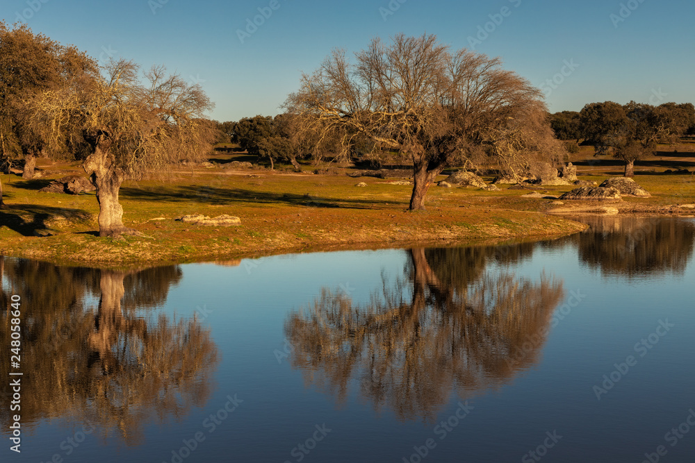 Obraz premium Landscape with trees reflected in water near Arroyo de la Luz. Extremadura. Spain.