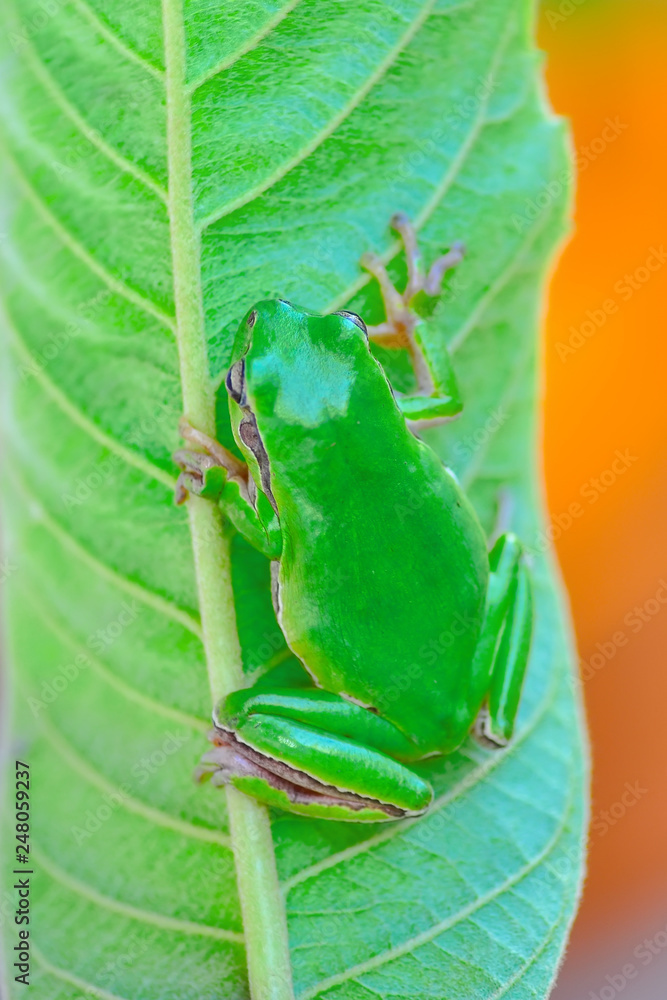 Beautiful Europaean Tree frog Hyla arborea - Stock Image Beautiful Europaean Tree frog Hyla arborea - Stock Image