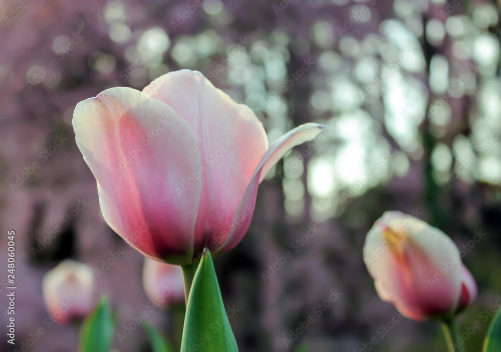 Naklejka premium Pink tulips from below with soft, out of focus background