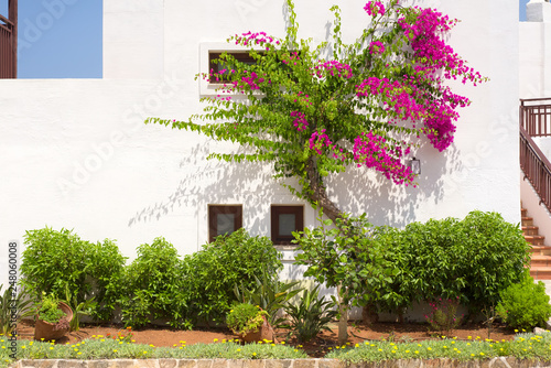 Pink bougainvillea on a white wall in Greece 